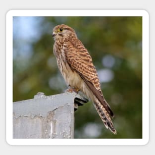 kestrel Sticker